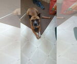 Small #5 Boxer-Staffordshire Bull Terrier Mix