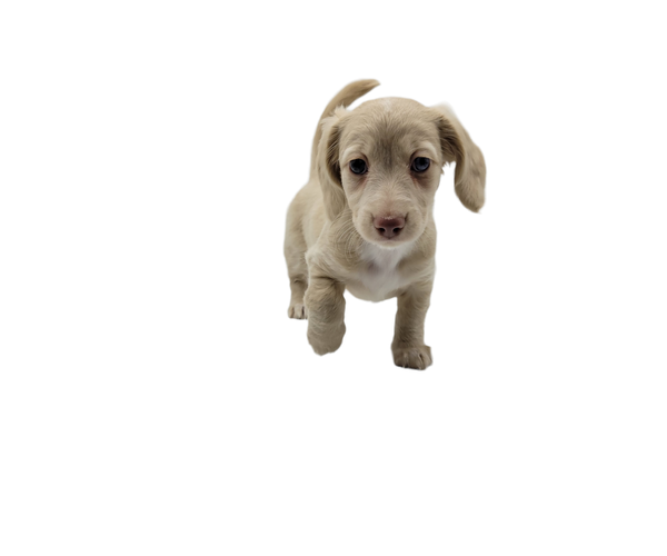 Medium Photo #10 Dachshund Puppy For Sale in BALLWIN, MO, USA