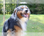 Small Photo #1 Aussie-Corgi Puppy For Sale in STAFFORD, VA, USA