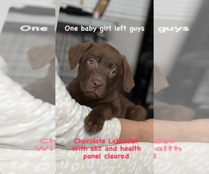 Labrador Retriever Puppy for sale in MORENO VALLEY, CA, USA