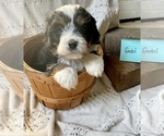 Small Bernedoodle (Miniature)