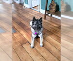 Small #1 Norwegian Elkhound