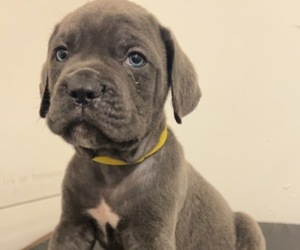 Cane Corso Puppy for sale in JOLIET, IL, USA