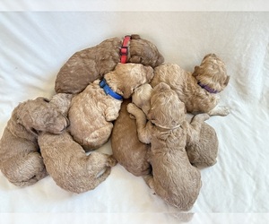 Goldendoodle Litter for sale in BATTLE GROUND, WA, USA