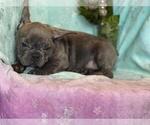 Small Photo #3 French Bulldog Puppy For Sale in HAMDEN, CT, USA