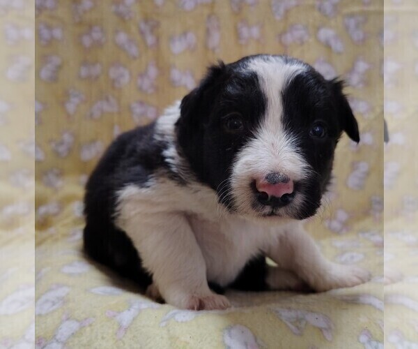 Medium Photo #5 Border Collie Puppy For Sale in NORBORNE, MO, USA