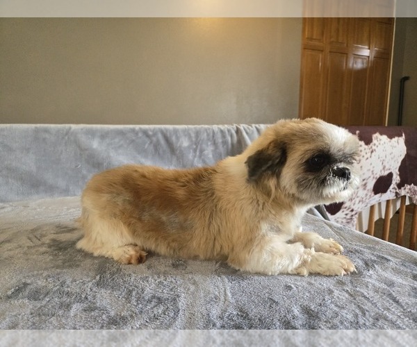 Medium Photo #1 Shih Tzu Puppy For Sale in CARLYLE, IL, USA