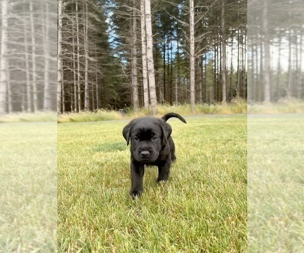Medium Photo #8 Labrador Retriever Puppy For Sale in ONALASKA, WA, USA