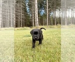 Small #7 Labrador Retriever