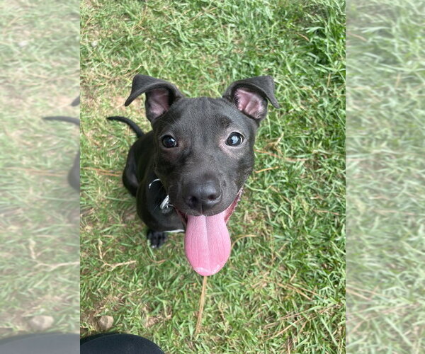 Medium Photo #8 Labrador Retriever-Unknown Mix Puppy For Sale in Bryant, AR, USA