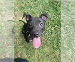 Small #7 Labrador Retriever Mix