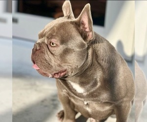 Mother of the French Bulldog puppies born on 11/18/2021