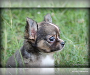 Chihuahua Puppy for sale in WISTER, OK, USA