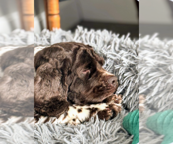 Medium Photo #5 Cocker Spaniel Puppy For Sale in Sioux Falls, SD, USA