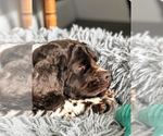 Small #4 Cocker Spaniel
