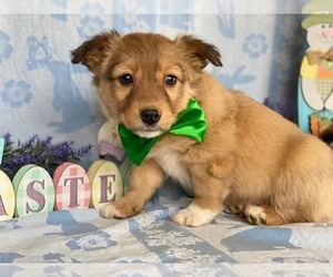 Jack Russell Terrier-Unknown Mix Puppy for sale in LANCASTER, PA, USA