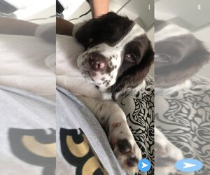 English Springer Spaniel Puppy for sale in MADISONVILLE, TX, USA