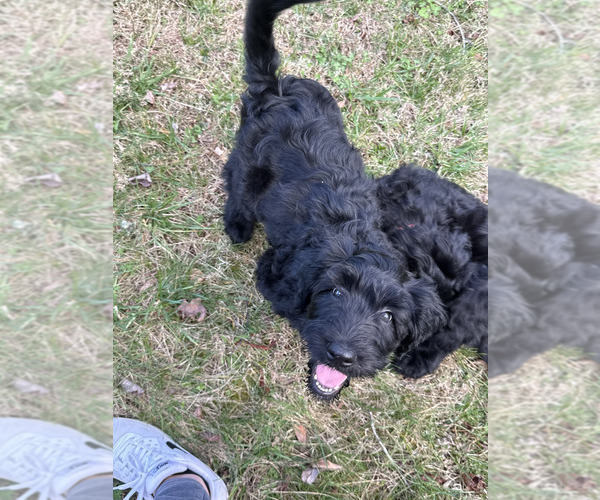 Medium Photo #8 Schnoodle (Giant) Puppy For Sale in SEVIERVILLE, TN, USA