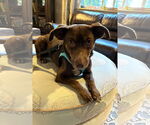 Small #4 Dachshund Mix