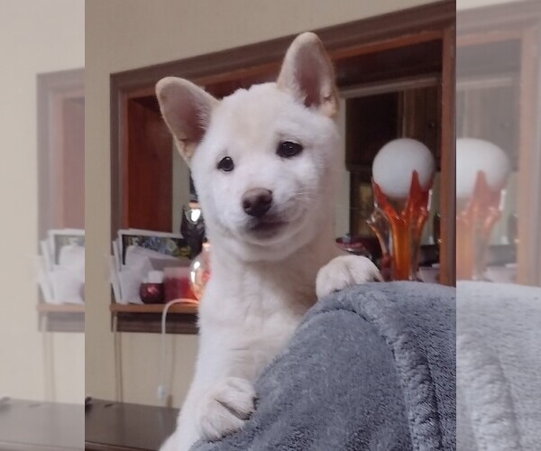 Medium Photo #1 Shiba Inu Puppy For Sale in MANITO, IL, USA