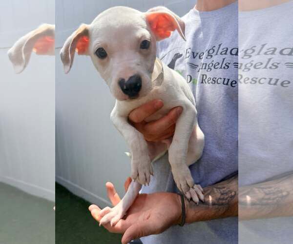 Medium Photo #6 Boxer-Unknown Mix Puppy For Sale in Pompano Beach , FL, USA