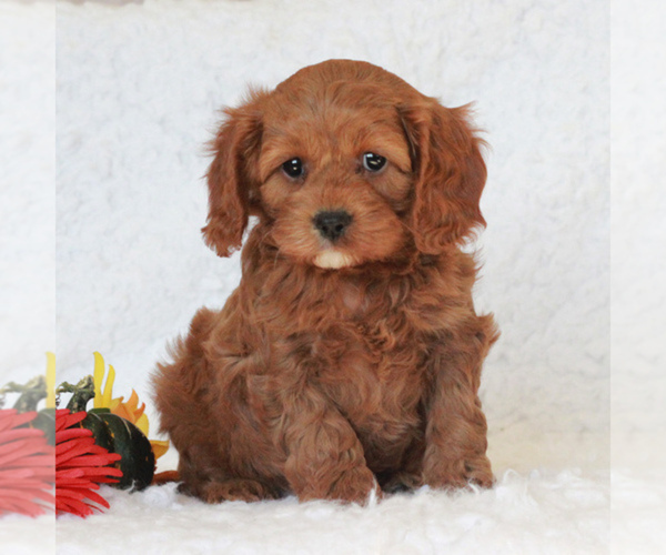Medium Photo #1 Cavapoo Puppy For Sale in BANK OF AMERICA, MO, USA