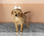 Puppy Bella Golden Cavadoodle