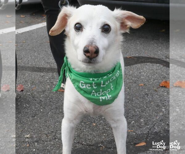Medium Photo #3 Jack-A-Bee Puppy For Sale in Washington, DC, USA