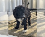 Small Photo #12 Labradoodle Puppy For Sale in LIBERTY, IL, USA