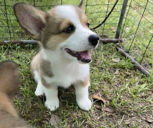 Pembroke Welsh Corgi Puppy for sale in BRANDON, FL, USA