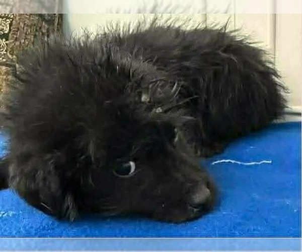 Medium Photo #3 Aussiedor Puppy For Sale in Aurora, IN, USA