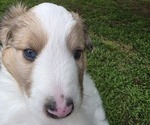 Small Photo #7 Shetland Sheepdog Puppy For Sale in LOGANVILLE, GA, USA
