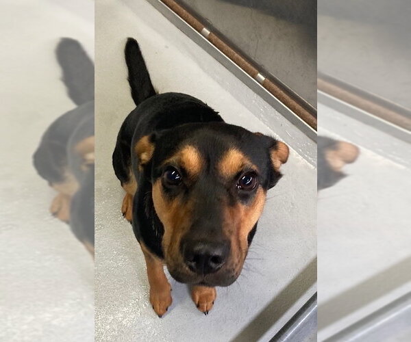 Medium Photo #4 German Shepherd Dog-Unknown Mix Puppy For Sale in Hot Springs Village, AR, USA