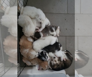 Anatolian Shepherd-Great Pyrenees Mix Puppy for Sale in WATERFORD, California USA