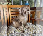 Chip - Male Labradoodle Puppy for Sale - Small photo