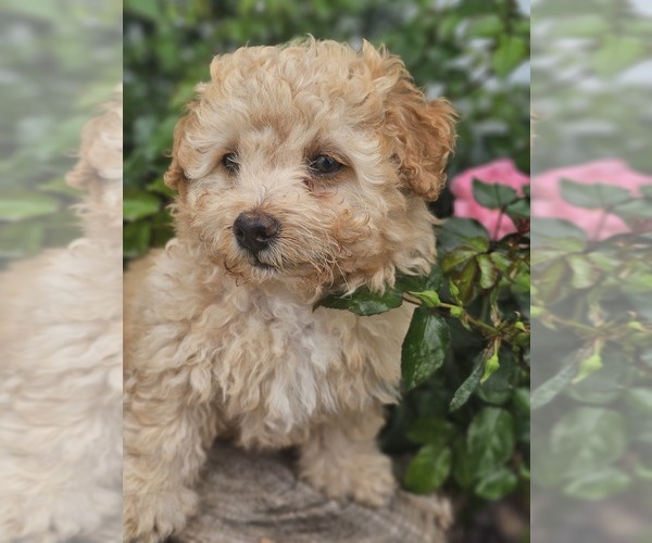 Medium Photo #1 Aussie-Poo-Aussiedoodle Mix Puppy For Sale in TAYLOR, TX, USA