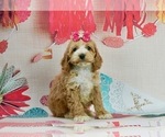 Small #1 Cockapoo