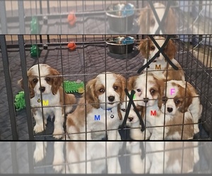 Cavalier King Charles Spaniel Puppy for Sale in HARTFORD, Wisconsin USA