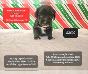 YorkiePoo Puppy for sale in TUCSON, AZ, USA