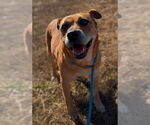 Small #3 Labrador Retriever Mix