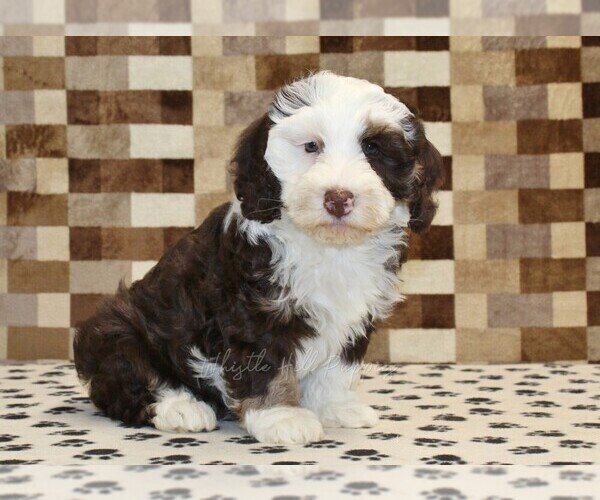 Medium Photo #5 Bernedoodle (Miniature) Puppy For Sale in DENVER, PA, USA