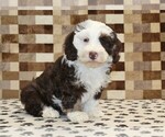 Small #4 Bernedoodle (Miniature)