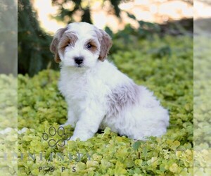 Cavapoo (Miniature) Puppy for sale in LANCASTER, PA, USA