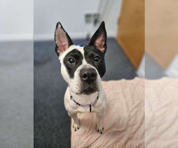 Medium Photo #23 Mutt Puppy For Sale in Gloversville, NY, USA