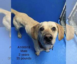 Beagle-Unknown Mix Dogs for adoption in Calgary, Alberta, Canada