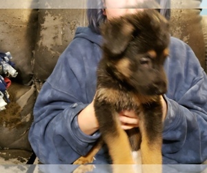 German Shepherd Dog Puppy for sale in EAGLE GROVE, IA, USA