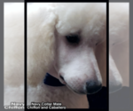 Small Photo #7 Poodle (Standard) Puppy For Sale in MANCHESTER, MI, USA