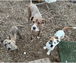 Jetsam - Male Mutt Dog for Adoption - Photo #8