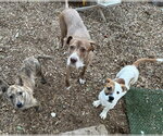 Small Photo #8 Mutt Puppy For Sale in Sandy, UT, USA
