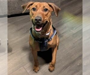 Laia - Female Labrador Retriever-Unknown Mix Dog for Adoption - Photo #5